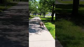 dog weimaraner bestfriend running companion life [upl. by Amari]