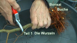 Buche zum Bonsai Die ersten Schritte im Wurzelbereich der Baumschule Pflanzen Fagus Sylvatica [upl. by Lacram]