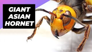 Is Giant Hornet Dangerous 😱 shorts factsinhindi facts sahilrockstar09 [upl. by Athena878]