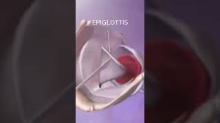 WHAT IS EPIGLOTTIS  ROLE AND FUNCTION OF EPIGLOTTIS  HUMAN PHYSIOLOGY viral shorts trending [upl. by Retsevlis477]