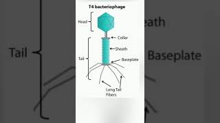 T4 Bacteriophage structure  Virus Structure class 11 biology revision short Neet 2025 exam [upl. by Ellertal]