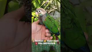 Pearly Conure Hand Feeding Chicks Available in Hyderabad Contact No 8801002918 viralvideo [upl. by Biddle]