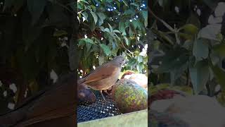 sabiábarranco Turdus leucomelas [upl. by Herra]