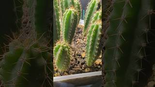 Trichocereus quotPachanoi Francis x Pachanoi TPM SPMquot  San Pedro Mastery seeds trichocereus cactus [upl. by Rollie]