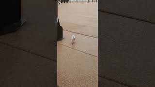 Spotted a stunning redbilled gull at the iconic Sydney Opera House australia sydney birds [upl. by Gris]