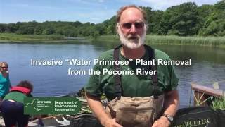 Invasive Species Week Peconic River Plant Removal [upl. by Stetson514]