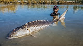 Grosso Storione del Fiume Po  HD by Catfishing World [upl. by Norrej]