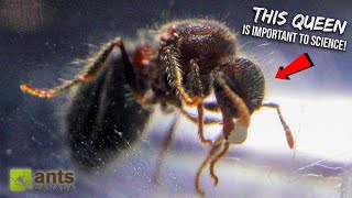 Why Scientists Want to Study These Queen Ants From My Yard [upl. by Onitsoga]