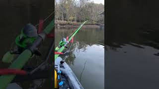 Big takedown on a live bait Had to cut the recording to pick up on the rod [upl. by Elisabeth]