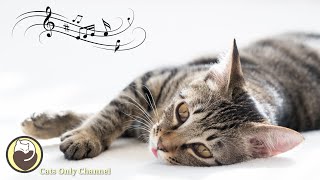 528Hz Healing Music for Cats with cat purring sounds  Relief of Stress and Anxiety [upl. by Sew]