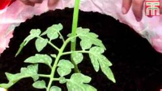 Transplanting tomato plants video with Thompson amp Morgan [upl. by Eehtomit86]