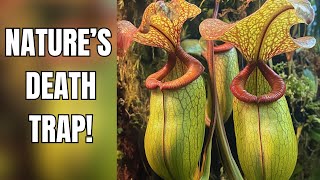 MINDBLOWING Pitcher Plant Facts You Never Knew Existed [upl. by Vedetta]