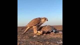 صقرالشاهينالصيدالحرعالم الصيدSFالبرالمقناص birdswildlife eaglenews [upl. by Nilya]