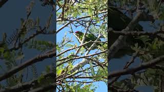 Redcrowned parakeet seeking food parrot parakeets birds NZendemic wildlife NewZealandBirds [upl. by Leakcim]