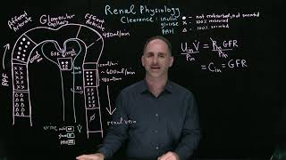 Schneid Guide Clearance of Inulin Glucose and PAH Part 1 [upl. by Findlay820]