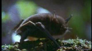 Lesser short tailed bat Mystacina tuberculata [upl. by Shayne]