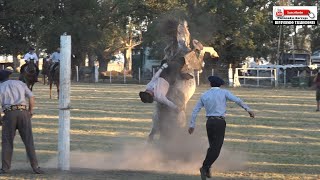 GRAN JINETEADA CAT BASTOS CON ENCIMERA 30 CABALLOS y BROCHE DE ORO CAT CUERO TENDIDO [upl. by Notaes]