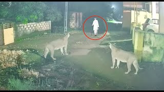 35 Scariest Wild Animal Encounters of The Year Part 2 Man vs lion [upl. by Wayland747]