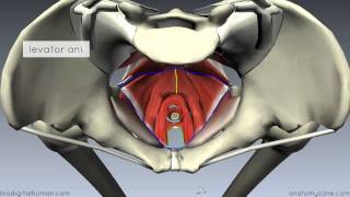 Pelvic Floor Part 1  The Pelvic Diaphragm  3D Anatomy Tutorial [upl. by Zildjian]