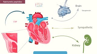 Natriuretic peptides [upl. by Ledeen]