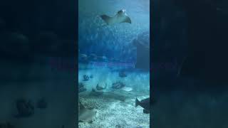 Welcome to the “new jersey beach” part 2 relaxing sharks [upl. by Selbbep]