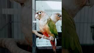 Yellow sided cinnamon green cheek conures relax on perch nature birds parrotvideo [upl. by Ellasal924]