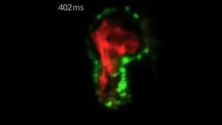 ZEISS Lightsheet Z1  Zebrafish Heart [upl. by Erdnael]