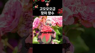 고급 장미 향수 3가지 🌹🌹🌹 [upl. by Ihc]