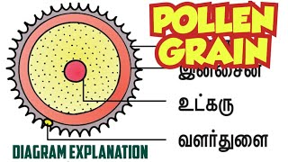 pollen grain diagram  std 12  diagram  explanation  key points  lesson 1  மகரந்த துகள் படம் [upl. by Merritt]