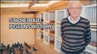 STICHELBAUT PIGEONS HISTORY [upl. by Terrance]