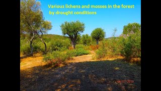 Various lichens and mosses in the forest by drought conditions [upl. by Kaitlynn]