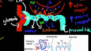 MB39 Aldosterone and ADH HSC biology [upl. by Dahsraf]