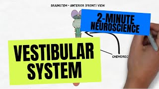 2Minute Neuroscience Vestibular System [upl. by Files]