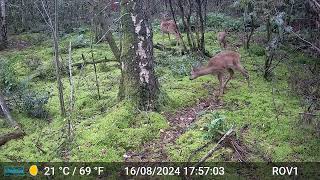 Bad Benteim Germany wildlife  127 Deer the youngsters are getting bigger [upl. by Monty577]