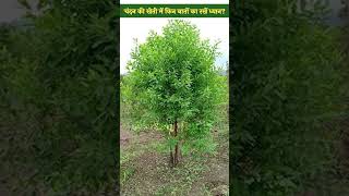 Sandalwood Farming में ध्यान रखने वाली बातें । Kisan Of India । Tree Farming । Farmer । [upl. by Cleres40]