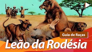 RHODESIAN RIDGEBACK Leão da Rodésia – O caçador de leão  Guia de Raças [upl. by Alle]