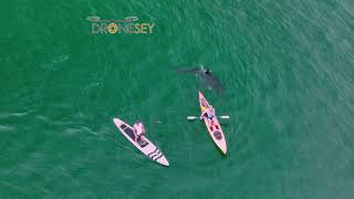 14 Great White Shark Surfaces Right by Kayak [upl. by Derek]