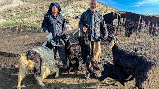 IRAN Nomadic Life Documentary  Daily Life of Iranian Nomads  Nomadic Lifestyle of Iran [upl. by Eillac]