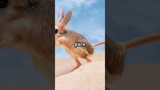 3 Curiosidade sobre o Jerboa [upl. by Omik]