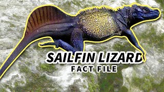 Sailfin Lizard Facts the WATER DRAGON 🐲 Animal Fact Files [upl. by Ggerk169]