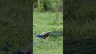 peacock quietmoments grace wilderness birds birdslife shimmer wildlife birdsvideo 4k [upl. by Rockwood]