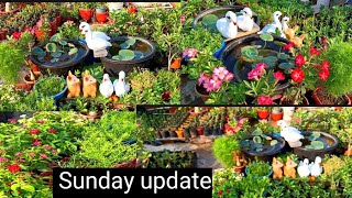 Sunday update Summer garden overview ll rooftop garden overview ll [upl. by Suoivatram]