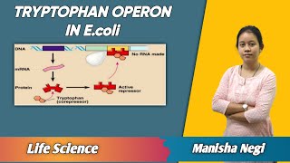 Tryptophan operon system by repressorcorepressor complex  Life Science  avyan ias academy [upl. by Yseulta]