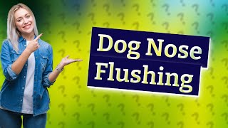 How do I flush my dogs nose [upl. by Yruoc]