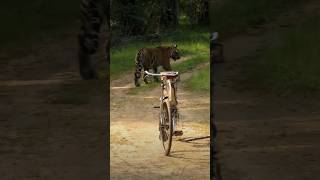 Tiger in the village bigcats wildcats animals bandhavgarhnationalpark trending youtubeshorts [upl. by Eibbed]