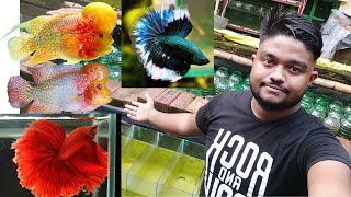 How Important betta Thailand and best flowerhorn farm Kolkata Broke The Internet [upl. by Assetal86]