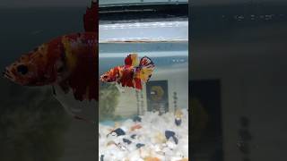 nemo candy betta fish nemocandybetta [upl. by Deeanne]