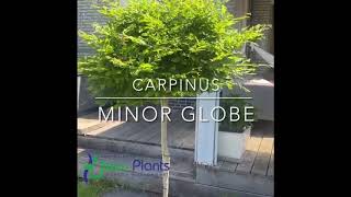 Carpinus betulus Minor Globe pbr [upl. by Farrell]