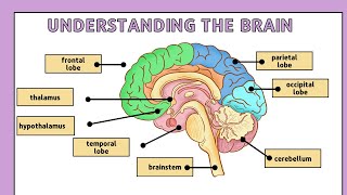 How Does Brain Works In Human  Brainly Sight [upl. by Margreta]