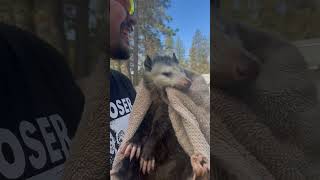 Not a Duck possum homestead farmlife cuteanimals funnyanimals farmanimals backyardchickens [upl. by Chevalier]